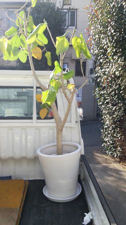 渋谷区で観葉植物・植木鉢・プランター回収