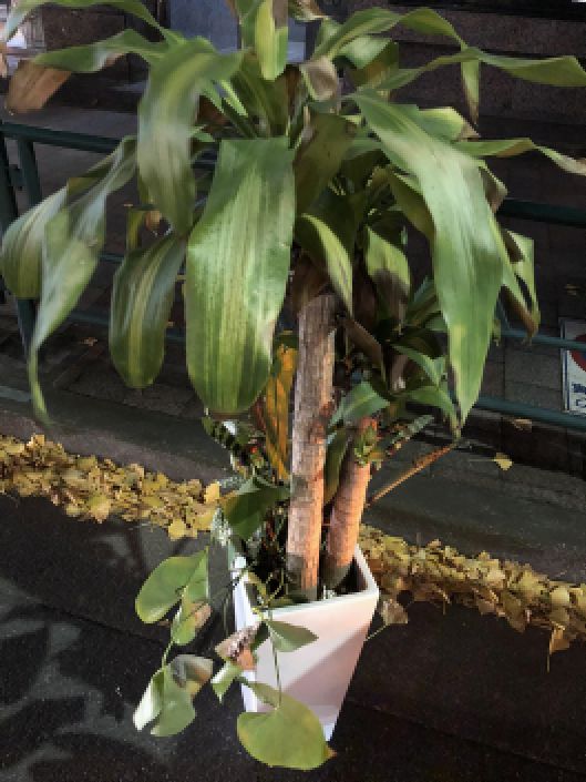 港区で観葉植物プランターの緊急即日処分