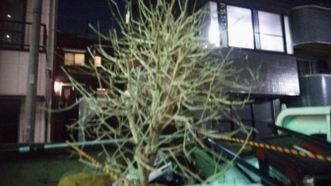 品川区旗の台で観葉植物プランターを捨てる