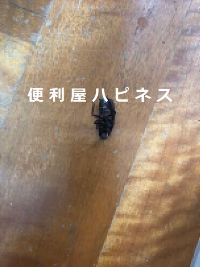 真夏の黒ゴキブリ緊急駆除