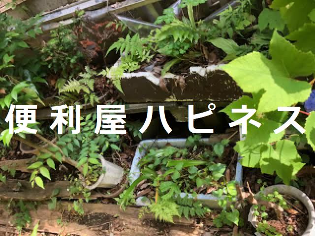 浦安市遺品整理戸建て売却｜植木鉢プランターお庭残置物片付け
