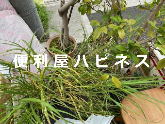台東区北上野ベランダ片付け清掃｜プランター植木鉢観葉植物片付け