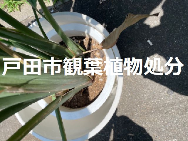 戸田市観葉植物プランター処分