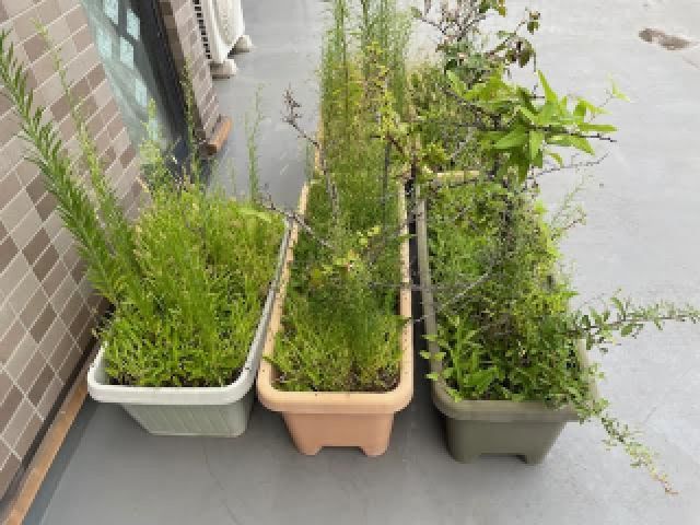 三鷹市下連雀プランター植木鉢ベランダ用品の緊急大量処分
