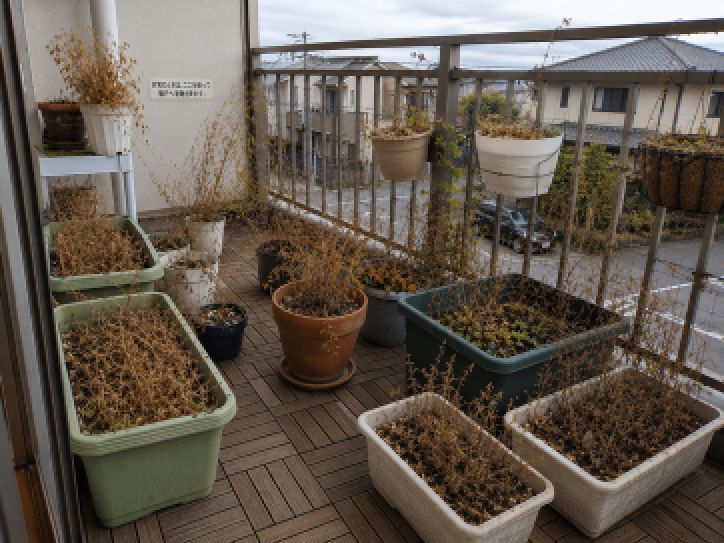 横浜市都筑区ベランダ片付け｜プランター植木鉢タイルごみ撤去処分