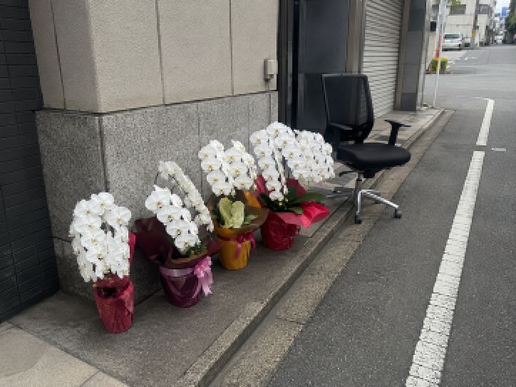 胡蝶蘭